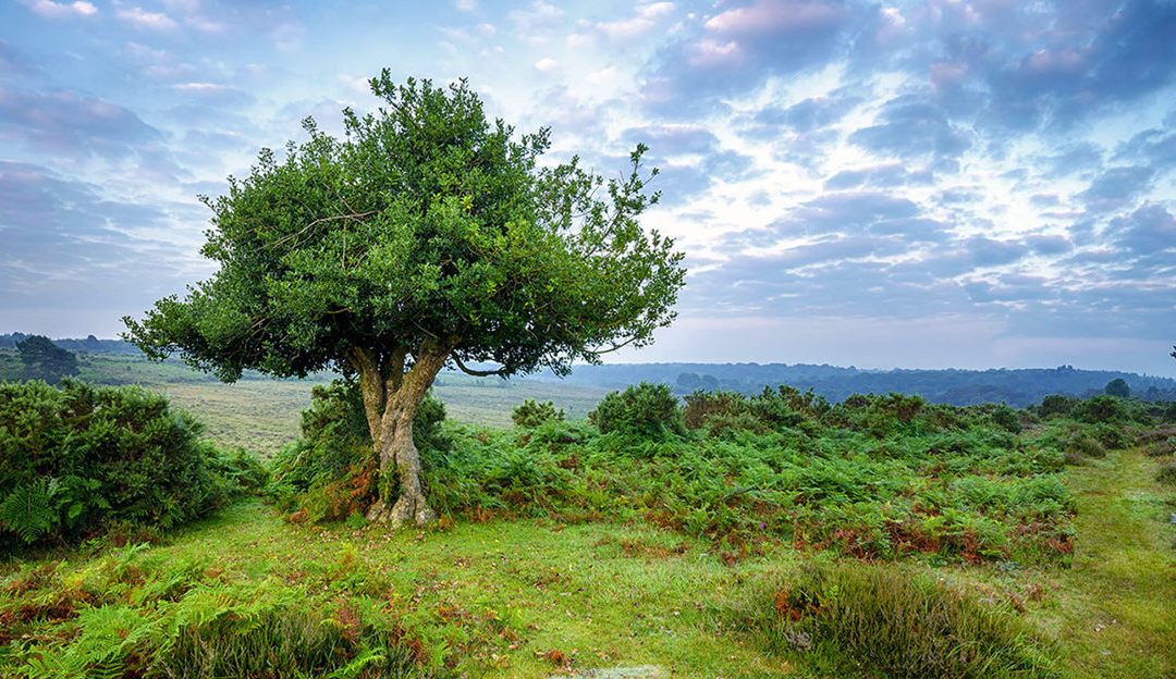 Ancient Holly Tree