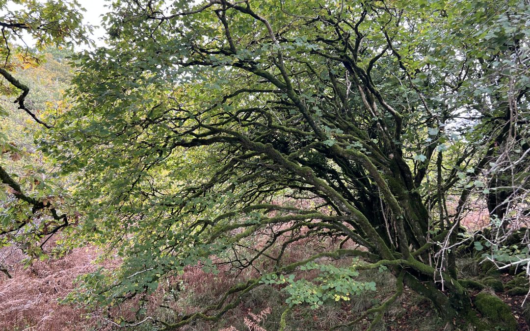 Reflections on a Hazel Moon
